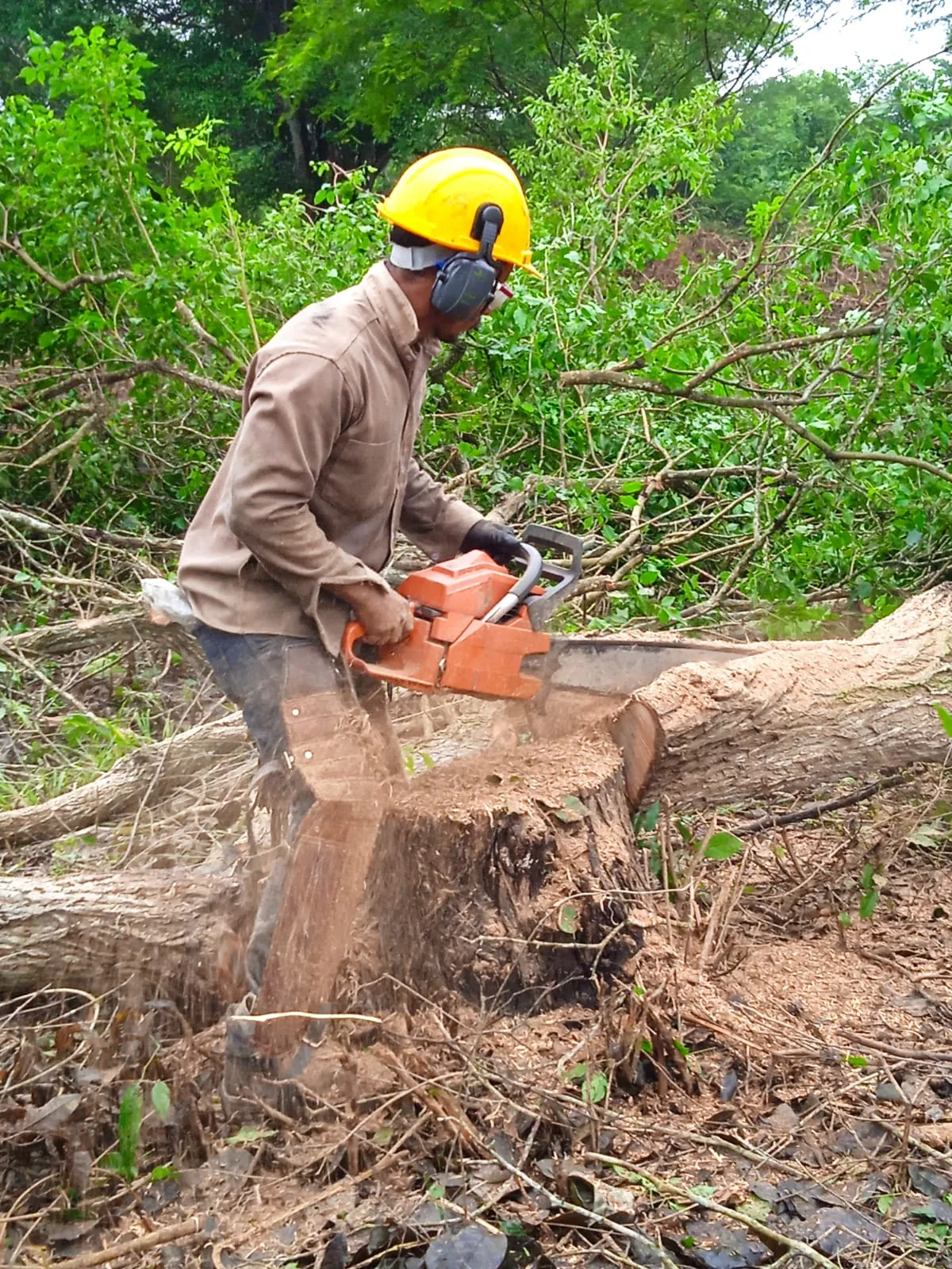 Gestión ambiental: operario realizando tala y aprovechamiento forestal